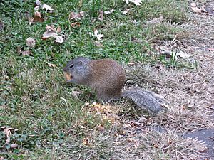 Ground Squirrel Nebraska 3719