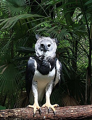 Harpia harpyja -Belize-8a