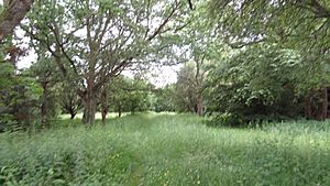 Harrow Weald Common pasture