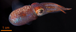 Hawaiian Bobtail squidf