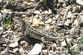 Holbrookia maculata