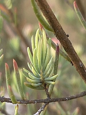 Homoranthus wilhelmii foliage image