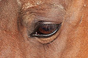 Horse eye 5196
