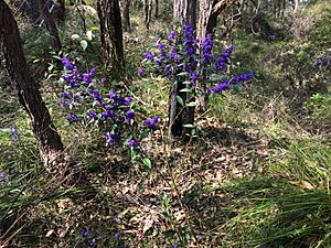 Hovea elliptica habit 1.jpg