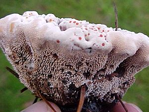 Hydnellum peckii 62842