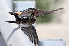 In-flight and Mid-air feeding of juvenile cliff swallow by an adult