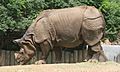 Indian Rhinoceros - Buffalo Zoo