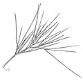 Inflorescence spike detail of Aciphylla (probably Colensoi) in Mount Owen-NZ, Hand drawing Axel Aucouturier