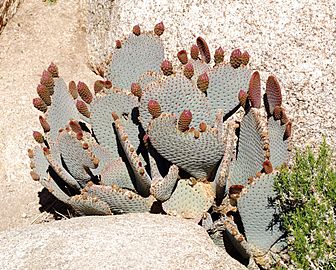 Joshua Tree National Park - Beavertail Cactus (Opuntia basilaris) - 01