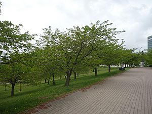 LTU-VNO Sugihara Park sakura cherry trees 2022