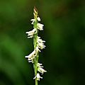 Ladies'-tresses Orchid (Spiranthes sp.) photographed in Tyler County, Texas, USA (11 May 2012)