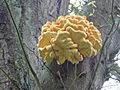 Laetiporus sulphureus, Yellow mushroom on old oak tree1