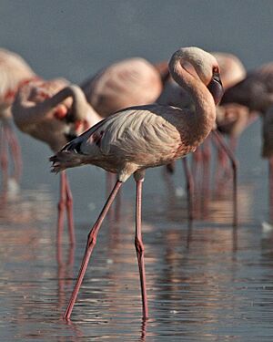 Lesser Flamingo (Phoenicopterus minor) - Flickr - Lip Kee.jpg