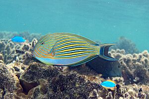 Lined surgeonfish Acanthurus lineatus (striped surgeonfish) (5849453394).jpg