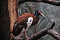 Lophotibis cristata -Bronx Zoo-8