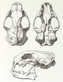 MSU V2P1b - Mustela eversmanni skull