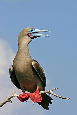 Male Galápagos red-footed booby.jpg