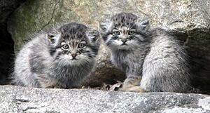 Manul kittens