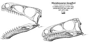 Masiakasaurus knopfleri skull reconstruction