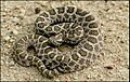 Massasauga rattlesnake 1