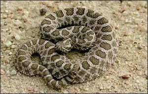 Massasauga rattlesnake 1.jpg