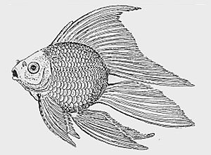 MeteorGoldfish