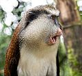 Mona monkey - Grand Etang Lake - Grenada - 2