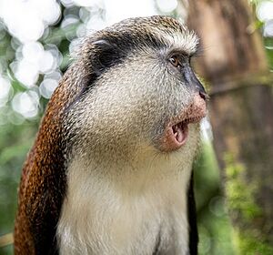 Mona monkey - Grand Etang Lake - Grenada - 2.jpg