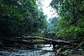 Mount Nimba rainforest