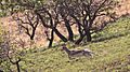 Mountain Reedbuck 2017 08 22 5614