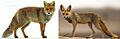 Northern red fox & southern desert red fox