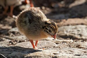 Numida meleagris -Cape Town, South Africa -chick-8
