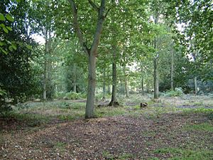 Pamber Forest. - on the way to Gravelpit Copse - geograph.org.uk - 63154.jpg