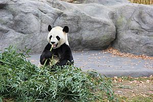 Panda toronto zoo
