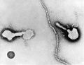 Parainfluenza virus TEM PHIL 271 lores