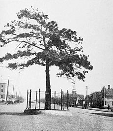 Pine tree, McAlester, Oklahoma (1916)
