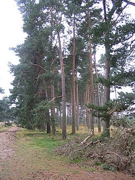 Pines at the edge of Ostler's Plantation - geograph.org.uk - 949595.jpg