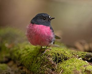 Pink Robin 2 - Mount Field National Park.jpg