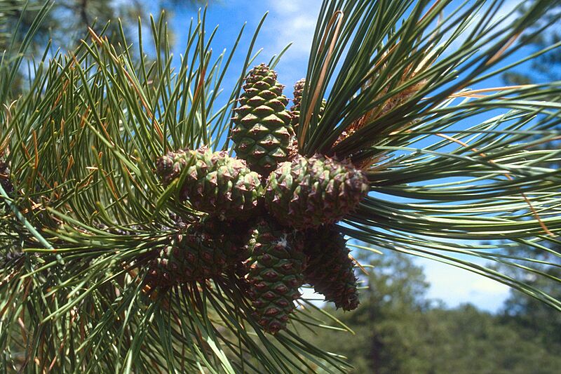 Pinus ponderosa scopulorum cones