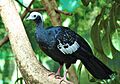 Pipile cumanensis (Denver Zoo)2