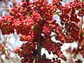 Pistacia palaestina blossom1