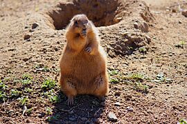 Prairie dog at the Minnesota Zoo