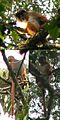 Preuss's red colobus