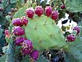 Prickly pear cactus beed