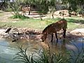 Przewalski's Wild Horse at El Paso Zoo