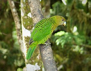Psittacella brehmii -Papua New Guinea -female(48869823127).jpg