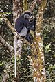 Purple-faced langur (Semnopithecus vetulus vetulus)