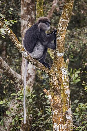 Purple-faced langur Facts for Kids