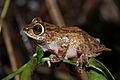 Raorchestes ponmudi