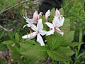 Rhododendron periclymenoides, Kentucky
